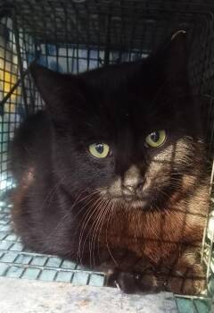 4 kitties - Midnight (Miss Tom, Miss Tabby, Sadie) EXTREMELY URG -  Domestic Short Hair Cat Available for Adoption in Cookeville, Tennessee - 4 Kitties - Midnight (Miss Tom, Miss Tabby, Sadie) EXTREMELY URG | PetCurious