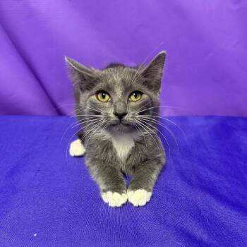 Zenith -  Domestic Medium Hair Cat for Adoption in North Myrtle Beach, South Carolina - Zenith | PetCurious