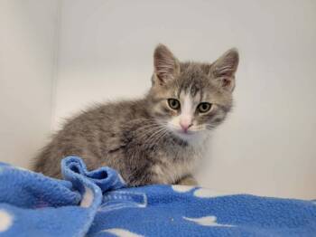 Fred -  Domestic Short Hair Cat for Adoption in Delson, Quebec - Fred | PetCurious