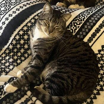 Domestic Short Hair Cats Available for Adoption - Toad | PetCurious