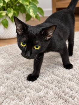 McNeil -  Domestic Short Hair Cat for Adoption in Paducah, Kentucky - McNeil | PetCurious