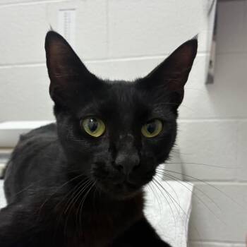 Orion -  Domestic Short Hair Cat for Adoption in Corpus Christi, Texas - Orion | PetCurious