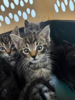 Booker 645-26 -  Domestic Short Hair Cat for Adoption in Cumming, Georgia - Booker 645-26 | PetCurious