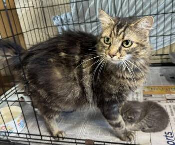 Sophie -  Domestic Long Hair Cat for Adoption in Apollo, Pennsylvania - Sophie | PetCurious