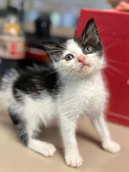 Rescue Domestic Medium Hair Cats for Adoption in Nacogdoches, Texas - RICKY BOBBY | PetCurious
