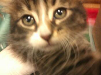 Domestic Short Hair Cats Available for Adoption in Ocala, Florida - A380980 | PetCurious
