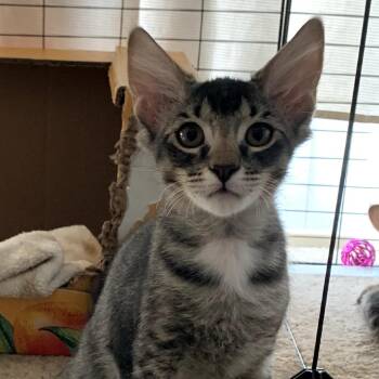 Oso -  Domestic Short Hair Cat for Adoption in Temecula, California - Oso | PetCurious