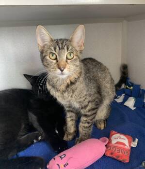 Pear -  Domestic Short Hair Cat for Adoption in Bisbee, Arizona - Pear | PetCurious