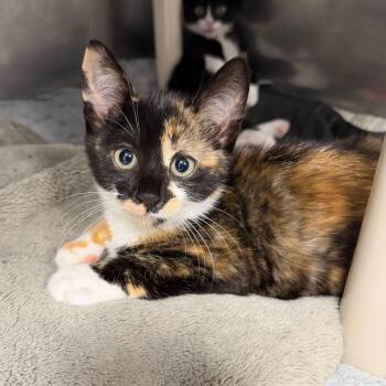 Pumpkin -  Domestic Short Hair Cat for Adoption in Hampton Bays, New York - Pumpkin | PetCurious