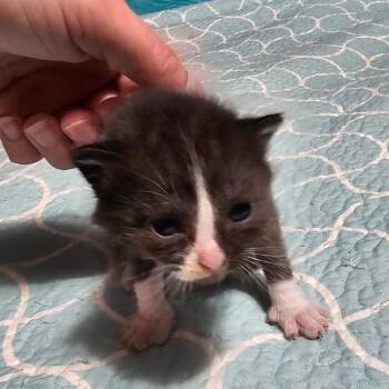 Domestic Long Hair Cats Available for Adoption in Jefferson City, Tennessee - Pony | PetCurious