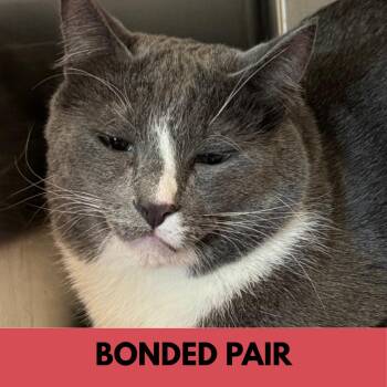 Peep -  Domestic Short Hair Cat for Adoption in Lakewood, Colorado - Peep | PetCurious