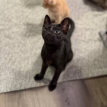 Onion Ring -  Domestic Short Hair Cat for Adoption in Port Richey, Florida - Onion Ring | PetCurious