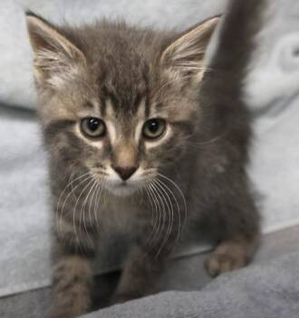 Rescue Domestic Short Hair Cats for Adoption in Thief River Falls, Minnesota - Gilligan | PetCurious
