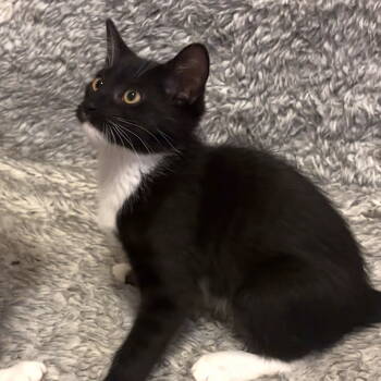 Rescue Domestic Short Hair and Tuxedo Cats for Adoption in Springfield, Oregon - Black Diamond | PetCurious