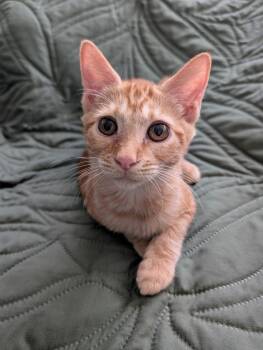 Pinky 3 -  Domestic Short Hair Cat for Adoption in Tucson, Arizona - Pinky 3 | PetCurious