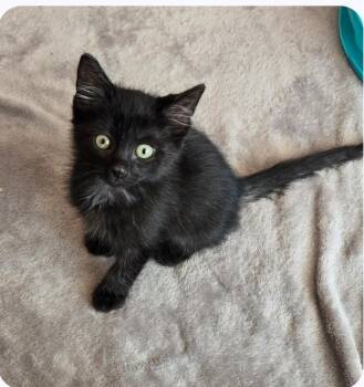 Rescue Domestic Short Hair Cats for Adoption in Wyandotte, Michigan - Black Sabbath | PetCurious