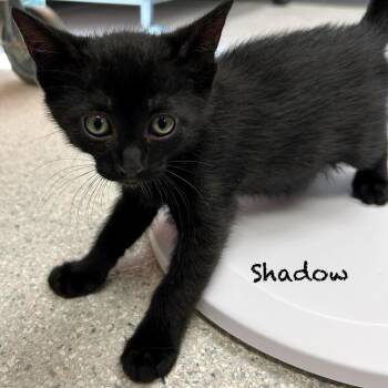 Domestic Short Hair Cats Available for Adoption in Hannibal, Missouri - Shadow | PetCurious