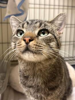 Tobadiah -  Domestic Short Hair Cat for Adoption in Fall River, Massachusetts - Tobadiah | PetCurious