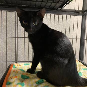 Mar -  Domestic Short Hair Cat for Adoption in Kankakee, Illinois - Mar | PetCurious