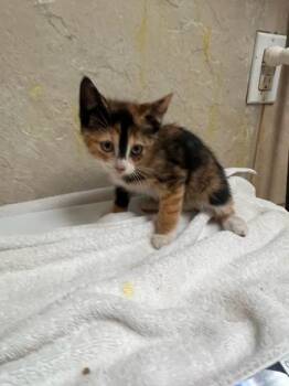 Sugar -  Domestic Short Hair Cat for Adoption in Honolulu, Hawaii - Sugar | PetCurious