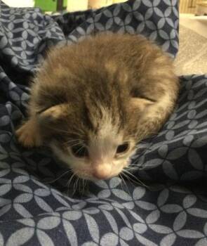 CHANCE -  Domestic Short Hair Cat for Adoption in Riverside, California - CHANCE | PetCurious
