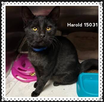 Rescue Domestic Short Hair Cats for Adoption in Marietta, Georgia - HAROLD | PetCurious