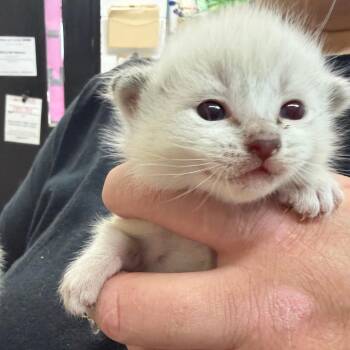 Domestic Short Hair Cats Available for Adoption in Ardmore, Oklahoma - Bell | PetCurious