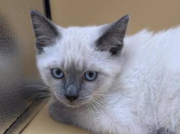 Emily -  Siamese and Domestic Short Hair Cat for Adoption in Portland, Oregon - Emily | PetCurious