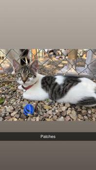 Rescue Domestic Short Hair Cats for Adoption in North Weyburn, Saskatchewan - Patches | PetCurious