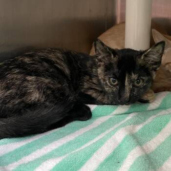 Athena -  Domestic Short Hair Cat for Adoption in Philadelphia, Pennsylvania - Athena | PetCurious