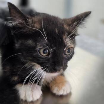 Maggie -  Domestic Short Hair Cat for Adoption in Duncan, Oklahoma - Maggie | PetCurious