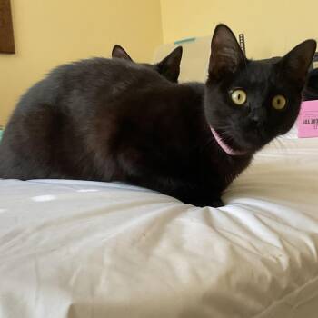 Emma -  Domestic Short Hair Cat for Adoption in Los Angeles, California - Emma | PetCurious