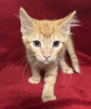 Circle -  Domestic Short Hair Cat for Adoption in Ocala, Florida - Circle | PetCurious