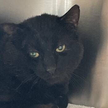 Domestic Short Hair Cats Available for Adoption in Lynchburg, Virginia - Rain | PetCurious