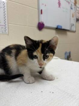 Bonfire -  Domestic Short Hair Cat for Adoption in Westland, Michigan - Bonfire | PetCurious