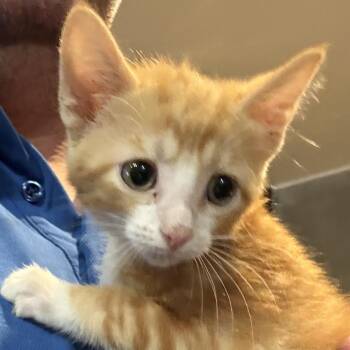 Saffron -  Domestic Short Hair Cat for Adoption in Prosper, Texas - Saffron | PetCurious