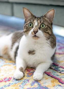 Mondavi -  Tabby and Domestic Short Hair Cat for Adoption in Buford, Georgia - Mondavi | PetCurious