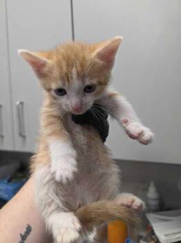 Detroit -  Domestic Short Hair Cat for Adoption in Sevierville, Tennessee - Detroit | PetCurious