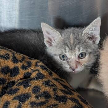 Domestic Short Hair Cats Available for Adoption in Jefferson City, Tennessee - Clemintine | PetCurious