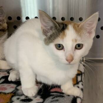 Rescue Domestic Short Hair Cats for Adoption in Washburn, Missouri - Cindy | PetCurious