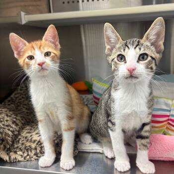 Domestic Short Hair Cats Available for Adoption in Fort Lauderdale, Florida - Rick | PetCurious