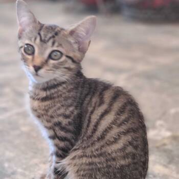 Rescue Domestic Short Hair Cats for Adoption - Atlas | PetCurious