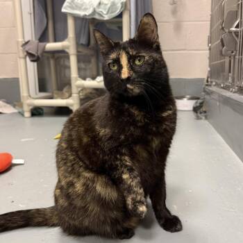 Domestic Short Hair Cats Available for Adoption - Contour | PetCurious