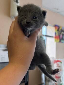 Domestic Short Hair Cats Available for Adoption in Lockhart, Texas - Grape | PetCurious