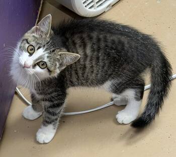 King Julien -  Domestic Short Hair Cat for Adoption in Elkins, West Virginia - King Julien | PetCurious