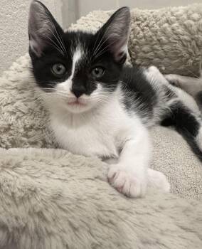 American Shorthair Cats Available for Adoption in Forney, Texas - Macchiato  | PetCurious