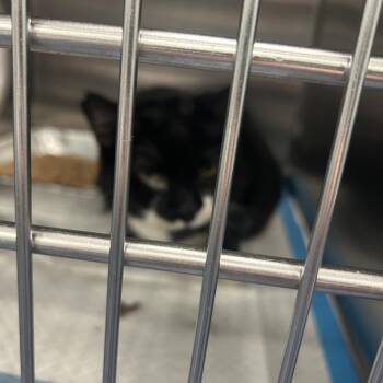 Domestic Short Hair Cats Available for Adoption - LEO | PetCurious