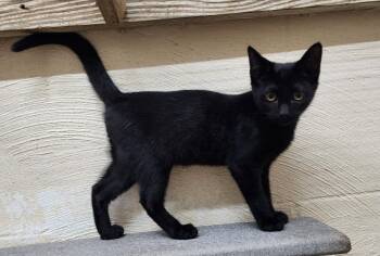 260546  Ramsey -  Domestic Short Hair Cat for Adoption in Wetumpka, Alabama - 260546  Ramsey | PetCurious