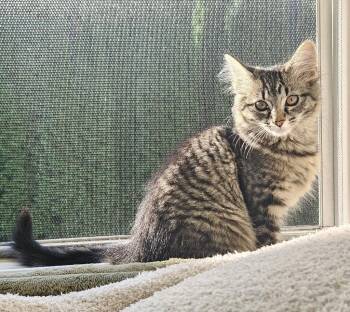26-37 Leisl -  Domestic Medium Hair Cat for Adoption in St. Helens, Oregon - 26-37 Leisl | PetCurious