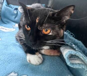 Bella -  Domestic Short Hair Cat for Adoption in Hamilton, Michigan - Bella | PetCurious